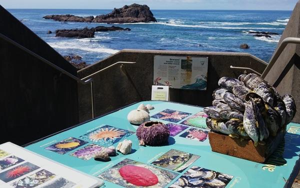 Samples of sea life arranged for viewing on a display.
