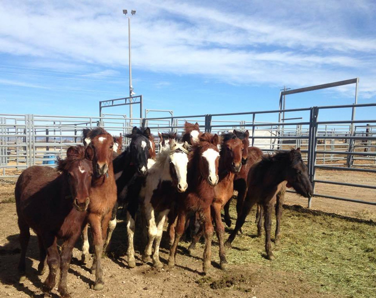 BLM cares for wild horses at the Boise Wild Horse Corrals while they await adoption or return to the range.