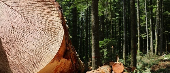 Timber photo