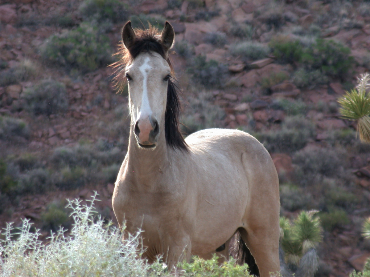 A buckskin young horse. 