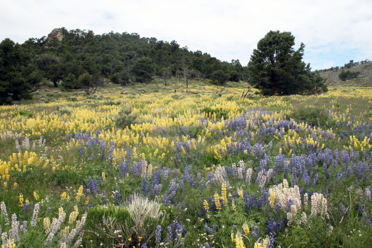 Wildflowers bloom within the treatment area.