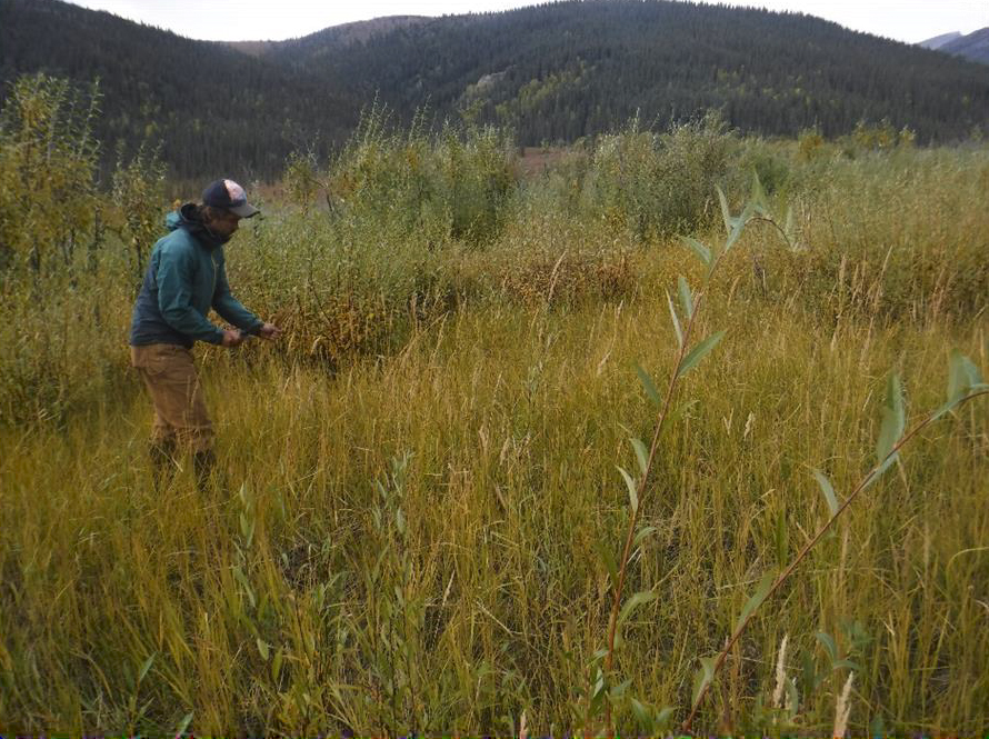 Worker in a field picking seed pods.