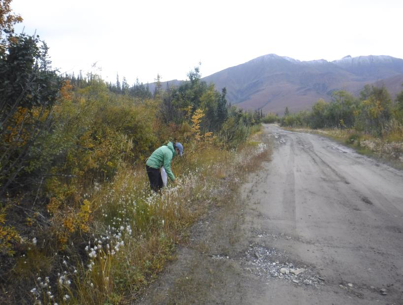 A worker gathering seed pods along side a road