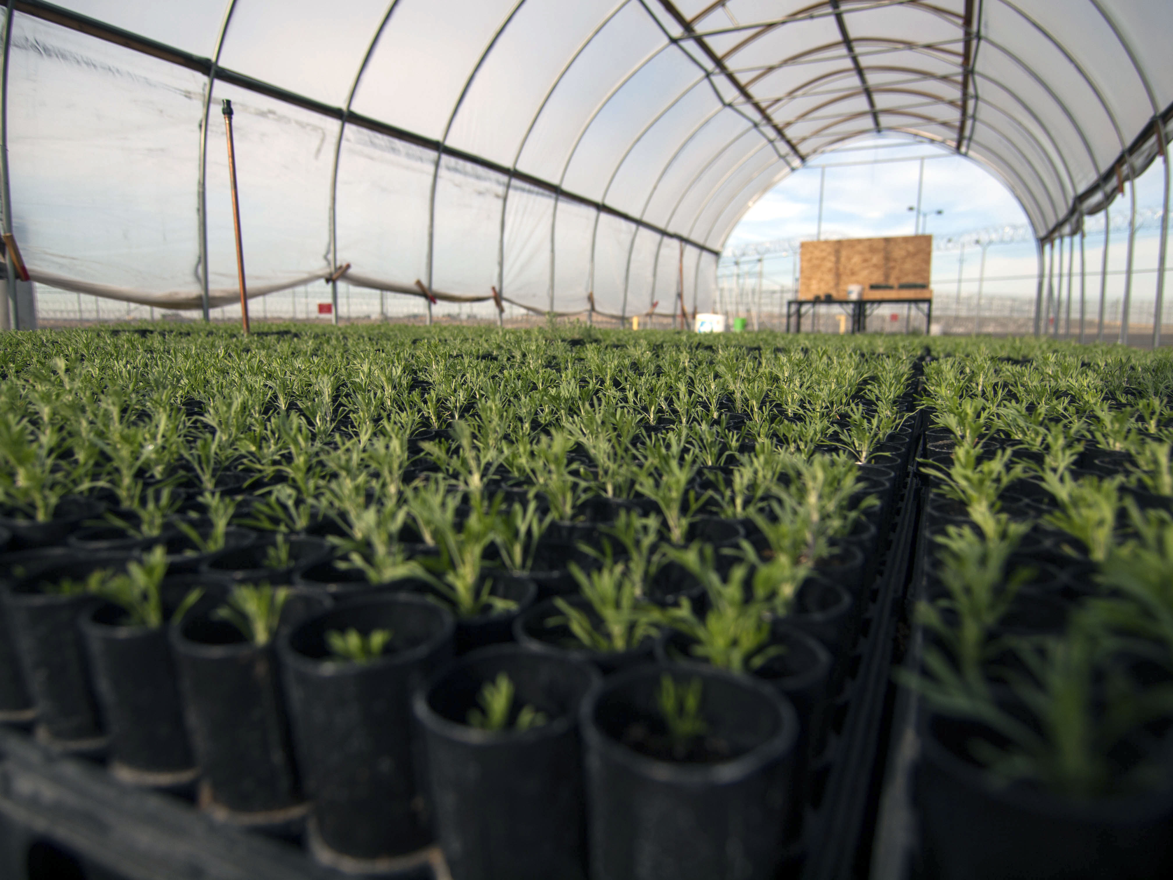 Inmates at Coyote Ridge Corrections Center, southwest of Spokane, Wash., water, fertilize and thin sagebrush plants they are growing for the BLM, Sept. 8, 2015. Photo by Jeff Clark, BLM