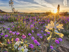 Spring wildflowers bloom in the desert.  Photo by Bob Wick, BLM.