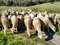 A herd of sheep.  Photo by BLM.