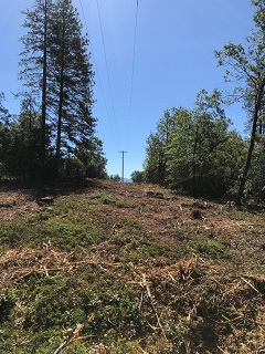 Image of a power line through a Sierra forest. Photo by BLM