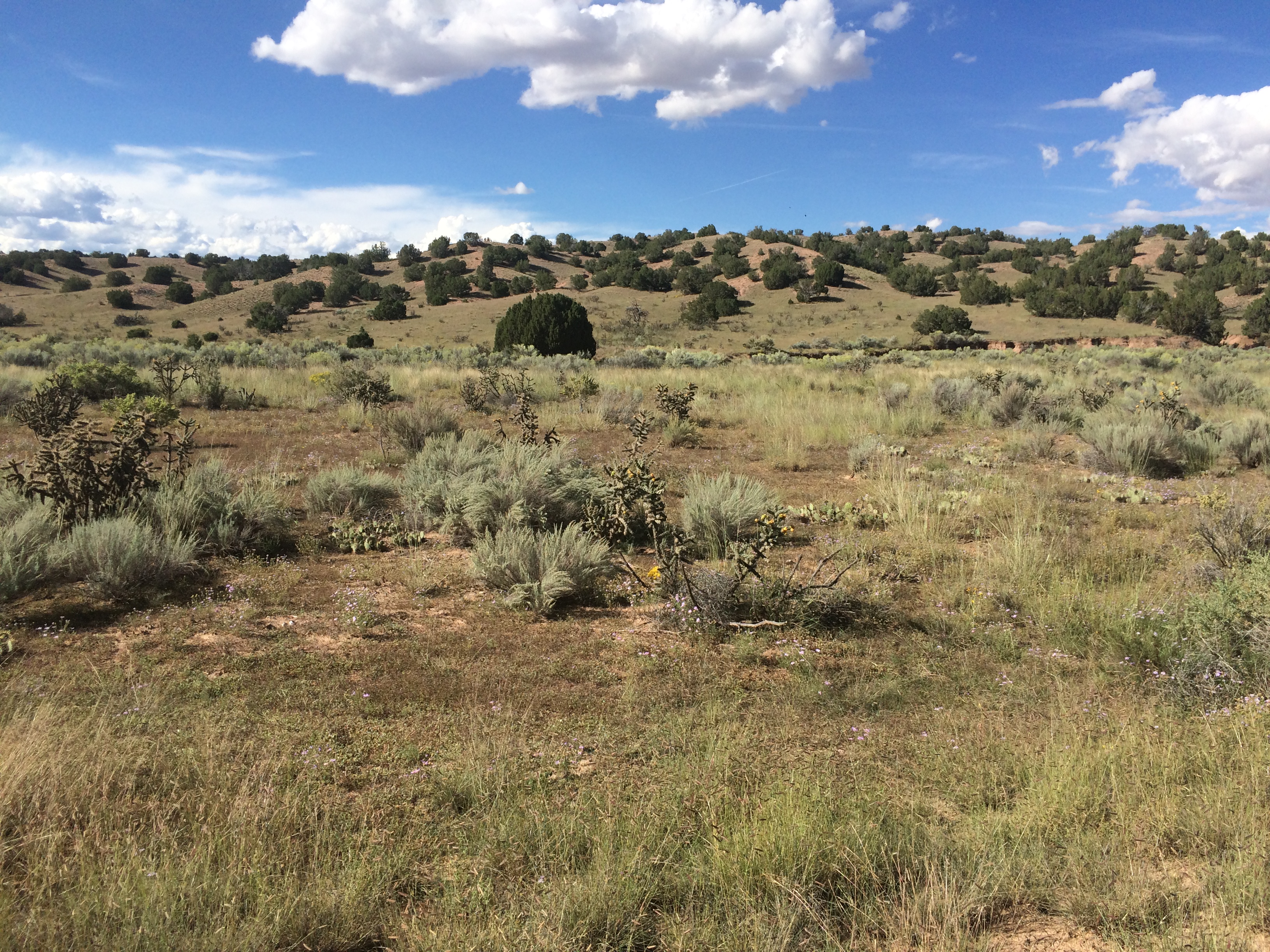 juniper-sagebrush landscape of the Southwest where issues like wildfire, overgrazing, mining, and energy development threaten plant populations.