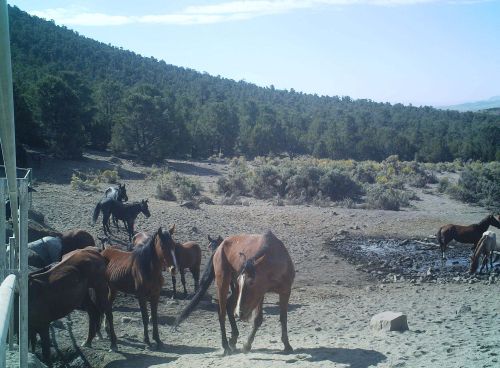 Horses standing around a drying spring