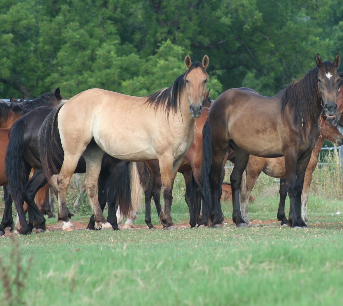 Horses at Pauls Valley