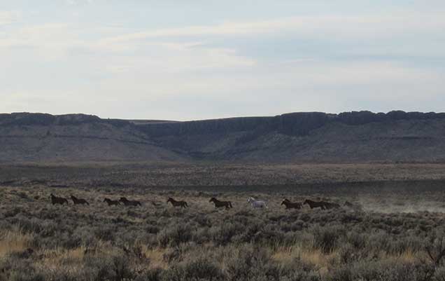 Horses from the Cold Springs Herd on the Cold Springs HMA. BLM photo
