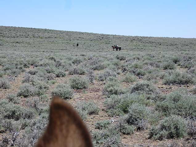 Hog Creek HMA horses near a reservoir on the range. BLM Photo