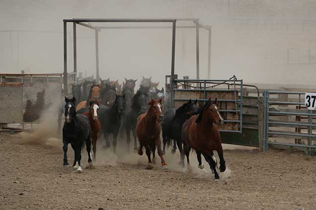 Horses from the Jackies Butte HMA at the Burns Corral before release back on the HMA. Photo by Larry Moore