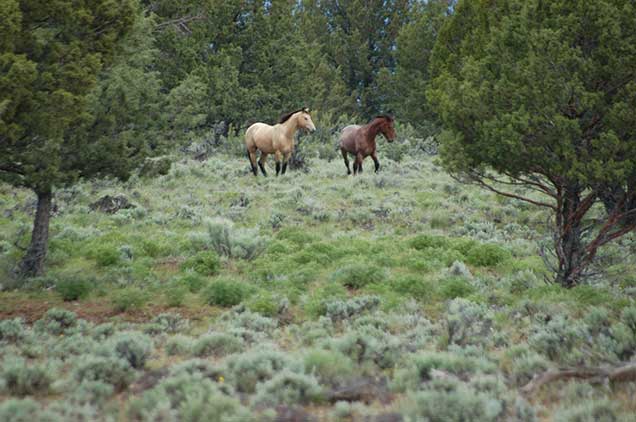 Horses from the Murderers Creek HMA on the range. BLM Photo