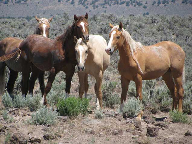 Horses from the Palomino Buttes HMA on the range. BLM photo
