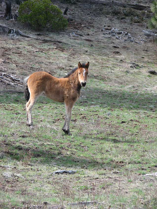 Foal from the Pokegama herd on the range. BLM Photo