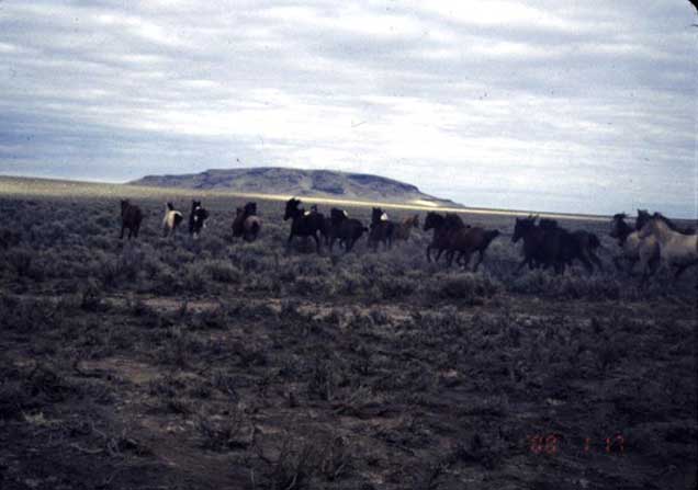 Sand Springs herd on the range. BLM photo
