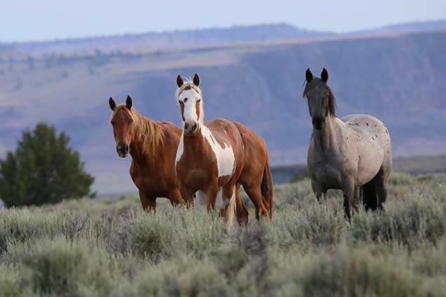 Horses from the South Steens HMA on the range. BLM photo