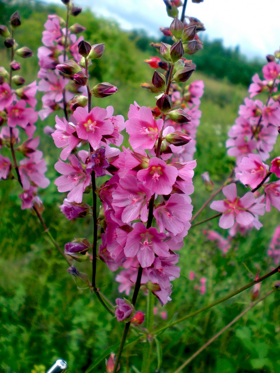 Cusick’s checkermallow, a plant with many pink flowers.