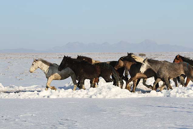 Swasey mares being released back onto the range after being treated with PZP-22, a two-year contraceptive. Photo by Lisa Reid