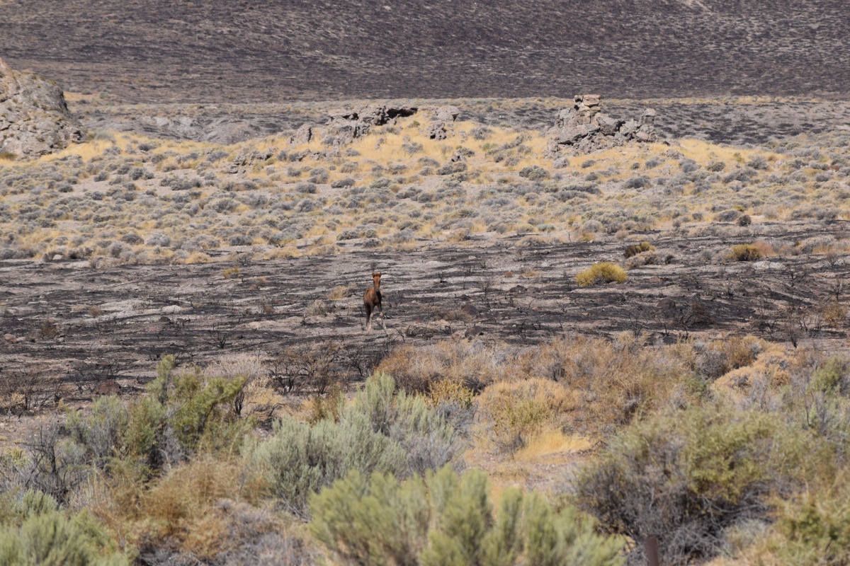 A foal standing in a burn patch on public lands.