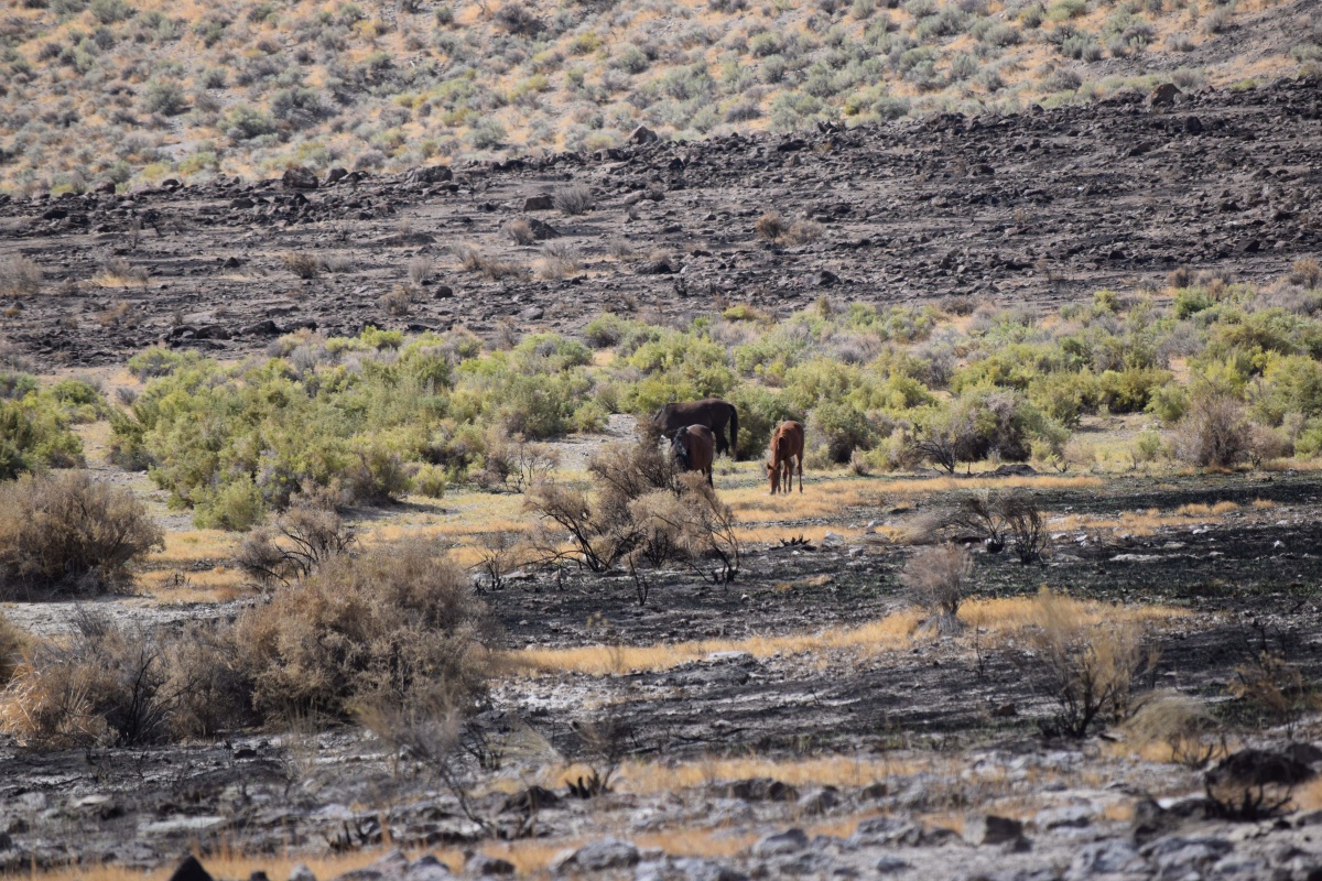Three wild horses on burned public lands.