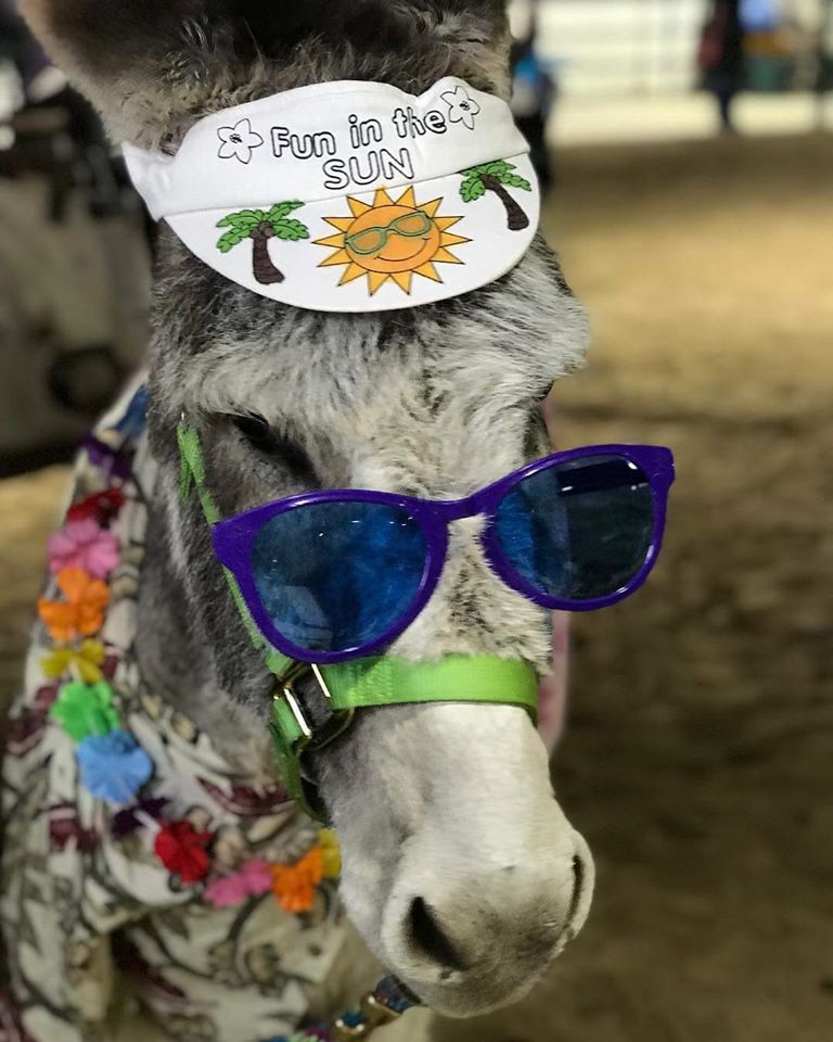 A burro with glasses and other items on its face.