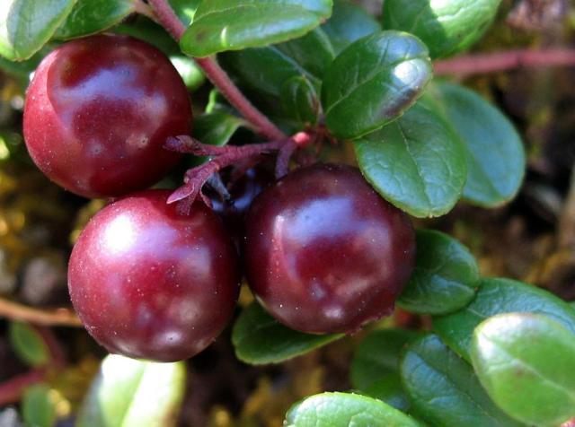 A picture of dark red berries and green leaves