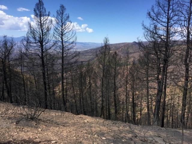Barren hillside with charred trees after a wildfire under a partly cloudy blue sky.