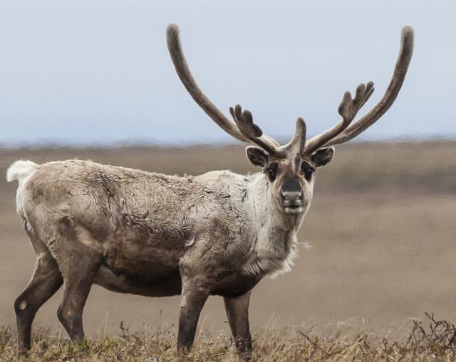 A caribou with large, curved antlers stands alert on open tundra, its thick coat mottled in shades of brown and white against a muted, overcast background.
