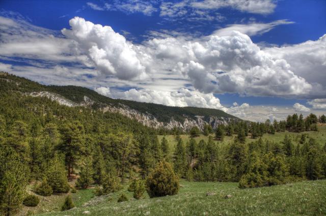 Lush green forest stretching across rolling hills under a vibrant blue sky filled with large, fluffy white clouds.