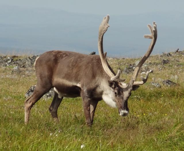 Seward Peninsula Reindeer in western Alaska.