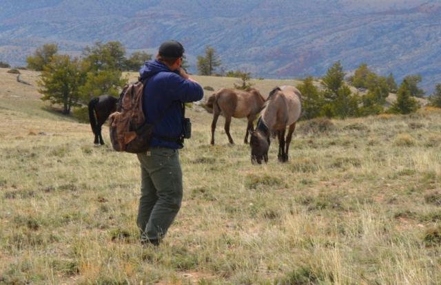 A darter with wild horses on the range