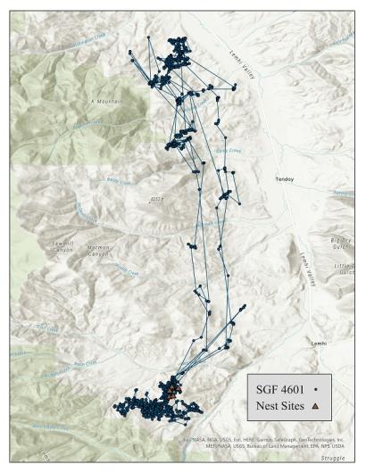 Map of SGF4601's movements and nest sites. 