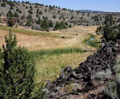 A creek in the high  desert grass land