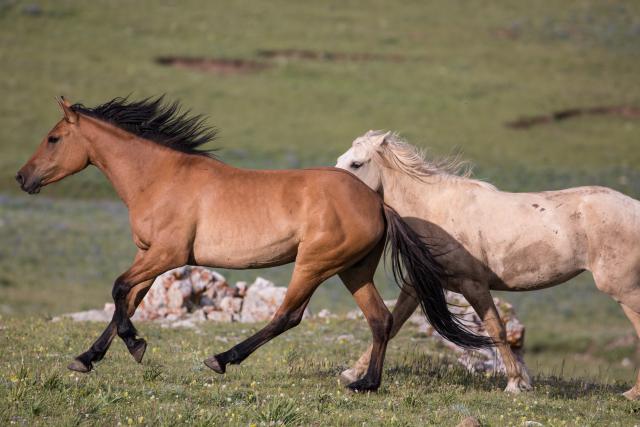 Wild horses running across an open field