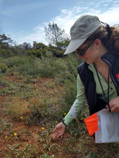 Margaux leans down and touches the leaves of the Red Hills Soap Root rare plant at the Pine Hill Preserve.