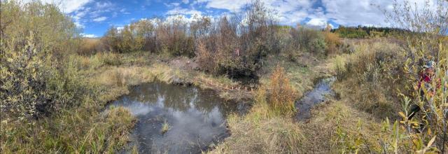 A grassy area with bushes, trees, and vegetation. An area that was previously dried up has now been filled with freshwater from a nearby stream.