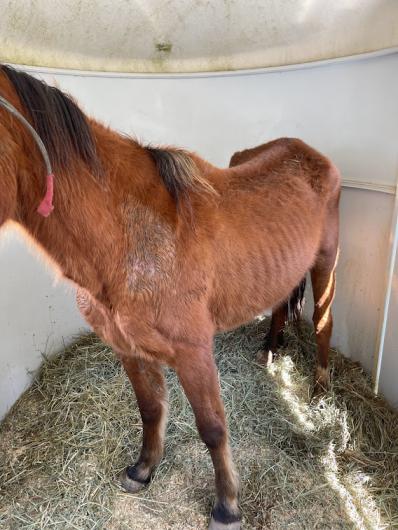 Horse in trailer