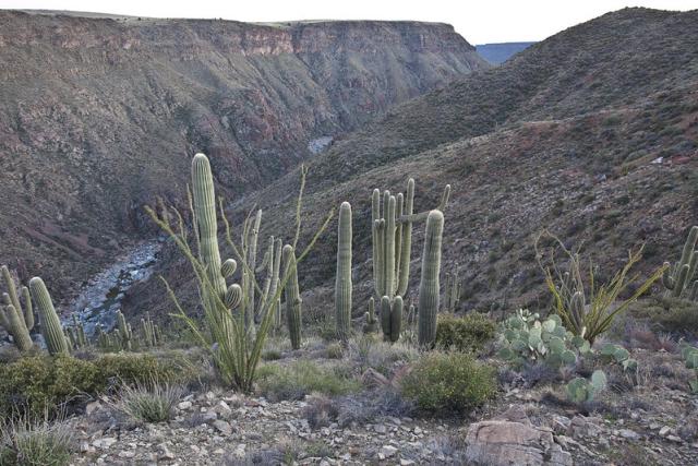 Looking down on a river flowing through a canyon. Many types of plants are in the foreground including large saguaro and spiky ocotillo. 