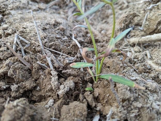 Newly planted willow seedling.&nbsp;&nbsp;