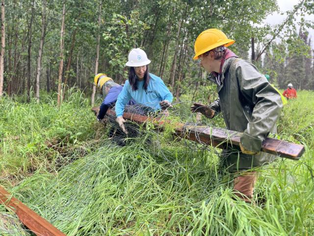 Three workers roll fence in thick grass.