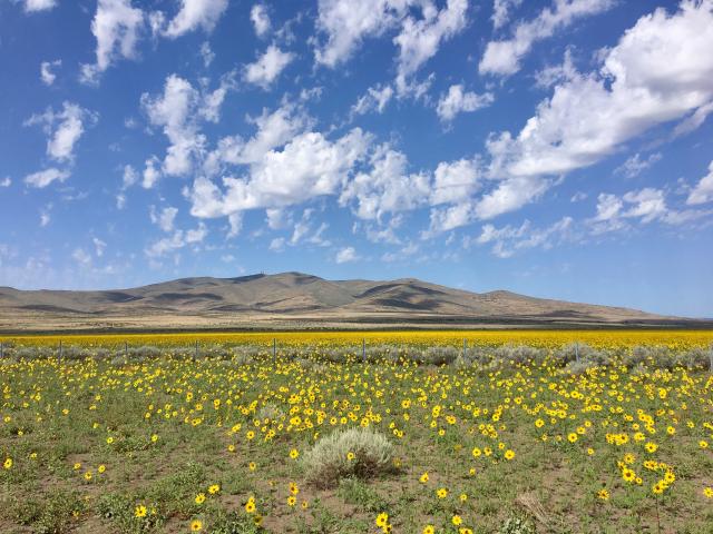 Flowering meadow in Secret Valley, CA.