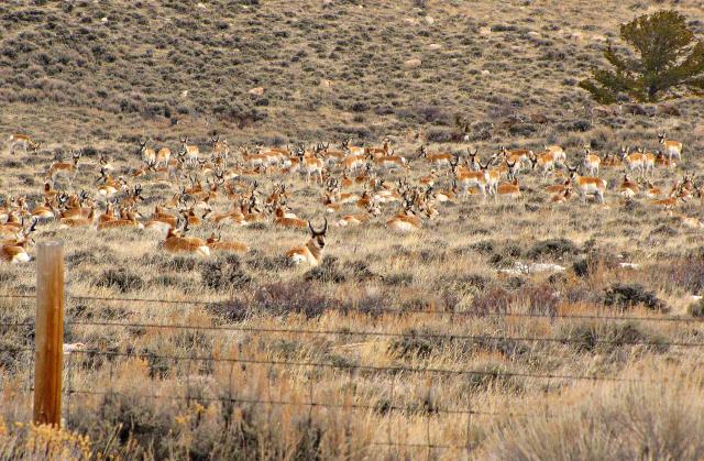 a herd of pronghorn resting in sagebrush