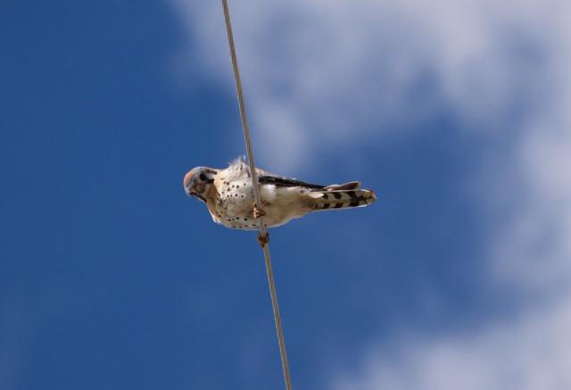 An American Kestrel sitting on a rope and looking down.