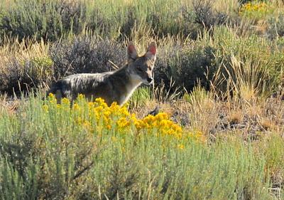 A young coyote trots in sagebrush