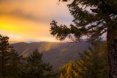 A yellow sunset over a dense coastal forest