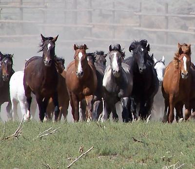 a row of horses gallops toward the camera.