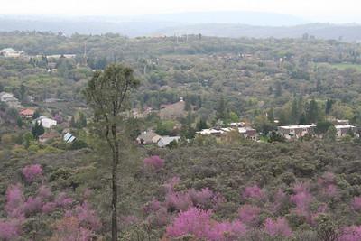 The Pine Hill Preserve against a row of houses