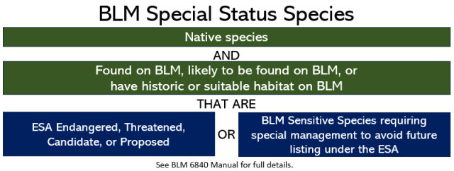 BLM Special Status Species are Native species and found on BLM, likely to be found on BLM lands or affected by BLM. They also must be one of the following:  Endangered Species Act Endangered, Threatened, Candidate, or Proposed; or BLM Sensitive Species requiring special management to avoid future listing under the&nbsp;Endangered Species